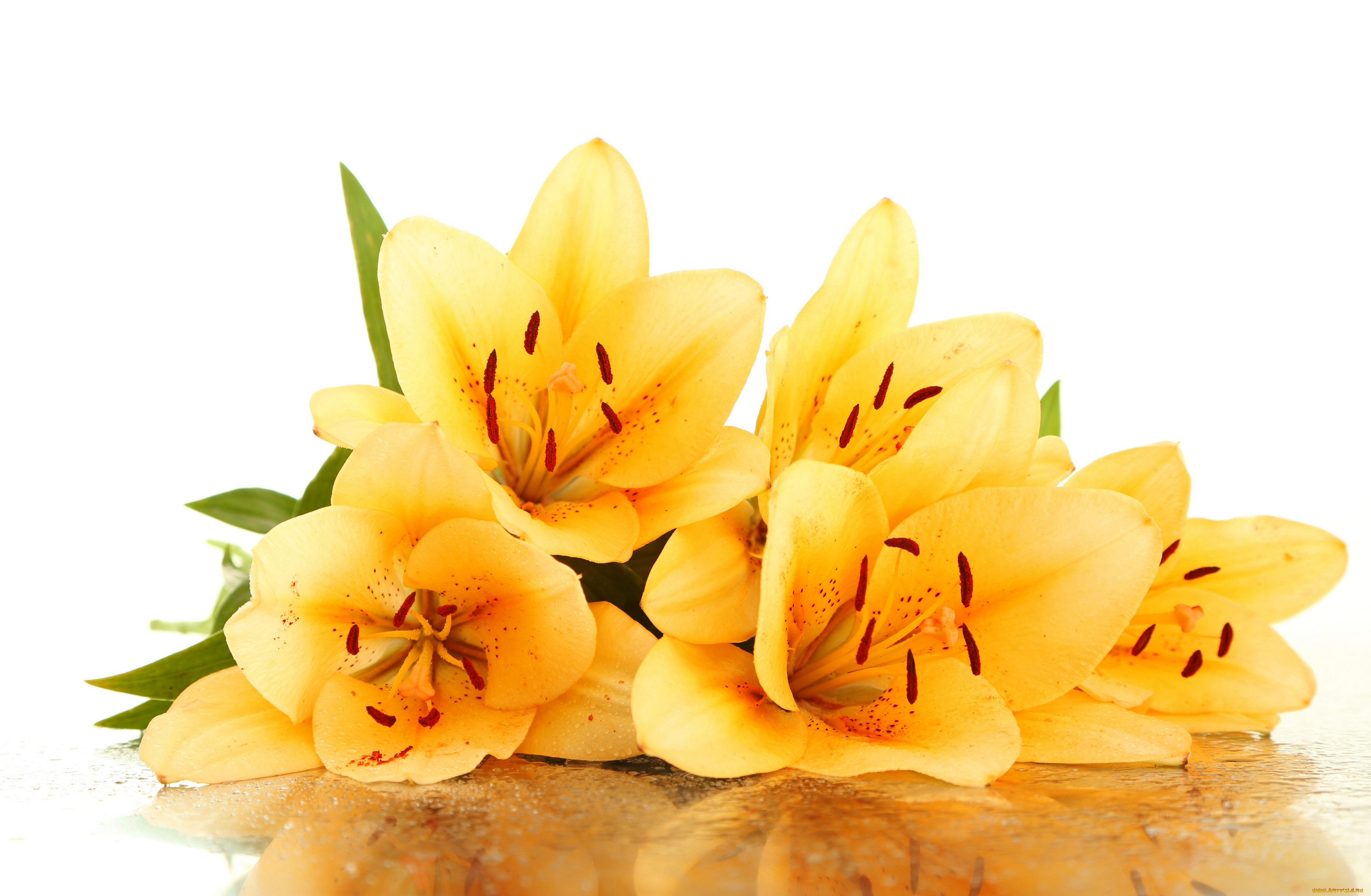 , ,  , , drops, leaves, yellow, lilies, flowers, petals, , , , 